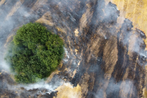 O Papel da Cooperação Global na Luta contra a Mudança Climática