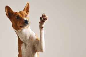 Cade Aprova Fusão entre Petz e Cobasi: Novo Gigante do Setor Pet